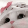 Gatinhos 8