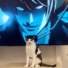 REAÇÕES DE GATOS 17