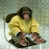 Monos random 🐒🦍 25
