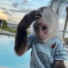 Macaco fofinho 14