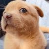 Cachorrinhos fofos 12
