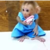 Reaja com macacos fofos 🙈 7