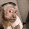 Macaco 🐵  8