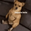 MEMES XD 12