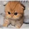 Miau 🗣️ 12