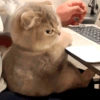 🐈‍⬛🐱🧶 GATOS | CATS 🧶🐱🐈‍⬛ 5