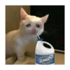 Sad cats 15