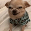 🐶 PERRITOS MOODS 🐾 8