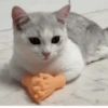 GATINHOS 7