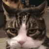 Meme Kucing Lucu 🐱 18