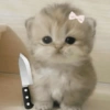 🐈‍⬛🐱🧶 GATOS | CATS 🧶🐱🐈‍⬛ 29