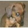 Random cursed chistoso perros 11