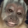 Macaco 🐵  17