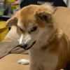 Memes cachorro 6