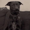 Memes cachorro 14