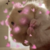 Bichinhos Fofos Cute 💕 6