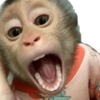 Macaco 10