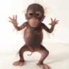 Macaco fofinho 5