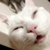 REAÇÕES DE GATOS 9