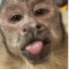 Macaco 8