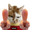 Kucing anomali 12