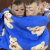 Macaco fofinho 12