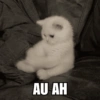 Meme Kucing Lucu 🐱 10