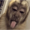 MACACOS ENGRAÇADOS 🐵🤣 11