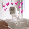 💕 PERROS Y GATITOS AMOROSOS 💕 12