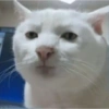REAÇÕES DE GATOS 22