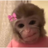 Macaco 5
