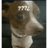 Random cursed chistoso perros 14