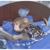 Macaquinhos 6