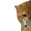 Memes  9