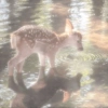 Animals present for u 10