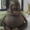 MACACOS ENGRAÇADOS 🐵🤣 8