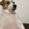 Memes cachorro 9