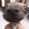 Memes cachorro 10