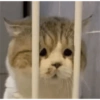 KUCING LUCU😍😍 5