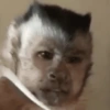 Monos random 🐒🦍 10