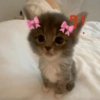 🎀🐱 Los gatitos 🐱🎀 8