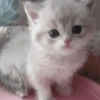 Gatitos. | @ocenferios  Haki. 7