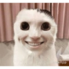 Funny cats - Pak 1 17