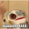 Meme kucing 1 21