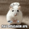 MAU DIMASAKIN APA
