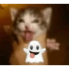 Funny cats - Pak 1 30