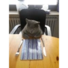 Memes engraçados de gatos 5