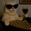 Gatitos Viciosos 🍻🥃 14