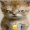 Funny cats - Pak 1 11