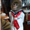 Melhores de macaquinhos 8